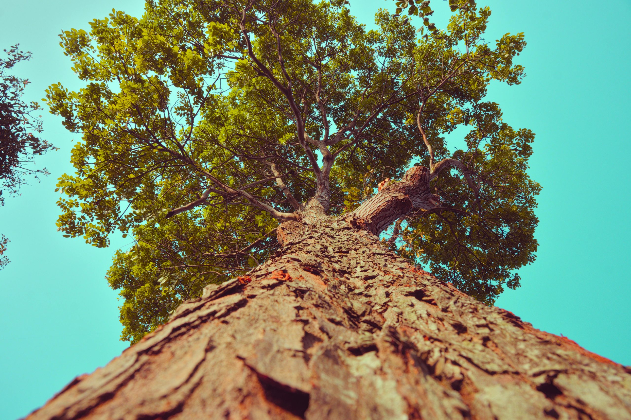 Cras venenatis vestibulum laoreet. Vivamus lectus magna, porttitor et euismod sed, vulputate vel nunc.